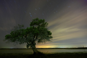 Árbol con nubes